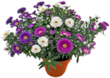 Aktuelle Blumen Angebote bei Kaufland in Krefeld Aktuelles Glattblattaaster Angebot bei Kaufland in Krefeld ab 1,99 €