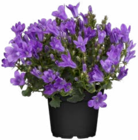 Polster-Glockenblume Angebote bei Hagebaumarkt Salzgitter für 3,99 €