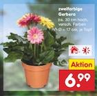 Netto Marken-Discount Tirschenreuth - zweifarbige Gerbera Angebot im Prospekt zweifarbige Gerbera bei Netto Marken-Discount im Tirschenreuth Prospekt für 6,99 €
