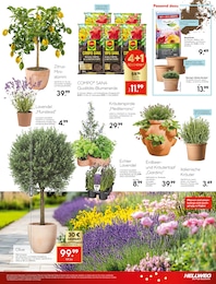 Steine Angebot im aktuellen Hellweg Prospekt auf Seite 29