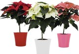 Foire aux poinsettias - Géant Casino Foire aux poinsettias à 3,00 € dans le catalogue Géant Casino