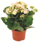Kalanchoe mozaic - Super U à Antibes Kalanchoe mozaic en promo chez Super U Antibes à 2,99 €