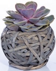 Succulente pot en osier dans le catalogue Lidl