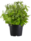 Blumenwiese im Topf im Angebot bei OBI in Bocholt Blumenwiese im Topf Angebote bei OBI Bocholt für 2,99 €