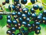 Gemüsepflanzen oder BIO-Beerenobst im Hellweg Prospekt Gemüsepflanzen oder BIO-Beerenobst im aktuellen Hellweg Prospekt für 8,29 €