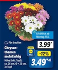 Chrysanthemen mehrfarbig im Angebot bei Lidl in Düsseldorf Chrysanthemen mehrfarbig Angebote bei Lidl Düsseldorf für 3,49 €