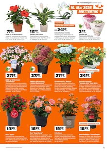 Hortensie im OBI Prospekt "FÜRS PFLANZEN GEMACHT." mit 12 Seiten (Aachen)