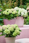 Bauernhortensie 'Magical' bei Garten-Center Nordharz GmbH & Co. KG im Prospekt "" für 24,99 €