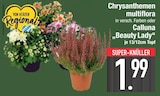 Aktuelles Chrysanthemen multiflora Angebot bei EDEKA in Ingolstadt ab 1,99 €