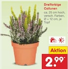 Aktuelles Dreifarbige Callunen Angebot bei Netto Marken-Discount in Frankfurt (Main) ab 2,99 €
