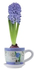 Jacinthe en tasse céramique - Lidl à Saintes Jacinthe en tasse céramique en promo chez Lidl Saintes à 2,99 €