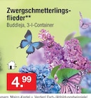 Zwergschmetterlingsflieder Angebote bei Zimmermann Hildesheim für 4,99 €