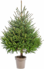 Botanic Fleury-Mérogis - Promo Sapin picea excelsa en pot Promo Sapin picea excelsa en pot à 32,99 € dans le catalogue Botanic à Fleury-Mérogis