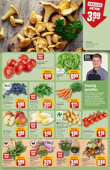 Blumen im REWE Prospekt "Dein Markt" mit 30 Seiten (Wiesbaden)