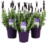 Schopflavendel »Anouk« im aktuellen REWE Prospekt