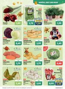 Kartoffeln im aktuellen aktiv & irma Prospekt (Oldenburg) Kartoffeln im aktiv & irma Prospekt "Top Angebote" mit 16 Seiten (Oldenburg)