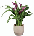 Calla en céramique en promo chez Lidl Caen à 9,99 €