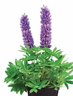 Lupine West-Country Angebote bei Dehner Garten-Center Leinfelden-Echterdingen für 9,99 €