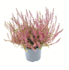toom Baumarkt Oftersheim - Knospenheide Angebot im Prospekt Knospenheide bei toom Baumarkt im Oftersheim Prospekt für 0,99 €