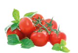 Tomate grappe à Provenc’halles dans Saint-Clair-de-la-Tour Tomate grappe à Provenc’halles dans Saint-Clair-de-la-Tour