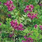 Polygala myrtifolia - Super U Polygala myrtifolia à 12,99 € dans le catalogue Super U