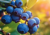 Promo Myrtillier INVIVO Nous on sème à 9,99 € dans le catalogue Delbard à Morzine