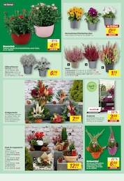 toom Baumarkt Blumen im Prospekt toom Baumarkt Blumen im Prospekt