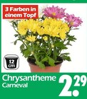 Chrysantheme Carneval bei Wreesmann im Zwönitz Prospekt für 2,29 €