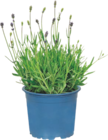 Lavande - GARDENLINE en promo chez Aldi Lavande - GARDENLINE dans le catalogue Aldi