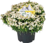 Polsterstauden 'Rock Collection' Angebote bei Globus-Baumarkt Dresden für 3,49 €