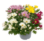 Chrysanthemen bei toom Baumarkt im Bamberg Prospekt für 3,59 €