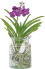 Vanda-Orchidee, Vanda ‚Blue‘ Angebote bei Netto Marken-Discount Koblenz für 46,99 €