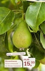 Aktuelle Obstbaum Angebote bei Garten-Center Nordharz GmbH & Co. KG in Braunschweig Aktuelles Birnenbaum Angebot bei Garten-Center Nordharz GmbH & Co. KG in Braunschweig ab 15,99 €