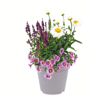 toom Baumarkt Eisenach - Sommerblumen-Trio Angebot im Prospekt Sommerblumen-Trio bei toom Baumarkt im Eisenach Prospekt für 8,99 €