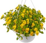 Aktuelles Hornveilchen Angebot bei Penny in Magdeburg ab 4,99 €