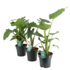 Promo Collection d'Alocasias à 22,99 € dans le catalogue Gamm vert à Montbazens