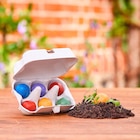 Blumenmurmeln für Ostern von Die Stadtgärtner im aktuellen dm-drogerie markt Prospekt für 5,95 €