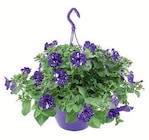 Petunien-Ampel im aktuellen Lidl Prospekt