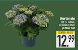 Hortensie von  im aktuellen EDEKA Prospekt für 12,99 €