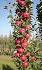 Aktuelle Obstbaum Angebote bei OBI in Erfurt Aktuelles SÄULENOBST Angebot bei OBI in Erfurt ab 9,99 €