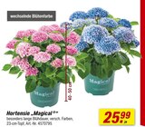 Hortensie Angebote von Magical bei toom Baumarkt Sankt Augustin für 25,99 €
