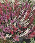 Promo Plantes de terre de bruyère à 4,99 € dans le catalogue Super U à Craon