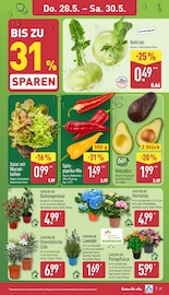 Hortensie im ALDI Nord Prospekt in Borken Aktueller ALDI Nord Prospekt mit Hortensie, "Aktuelle Angebote", Seite 27