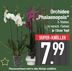 Orchidee "Phalaenopsis" Angebote bei E center Regensburg für 7,99 €