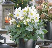 Christrose bei toom Baumarkt in Pulheim Christrose im Angebot bei toom Baumarkt Pulheim für 9,99 €