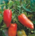 Plants de Tomates Anciennes à 1,90 € dans le catalogue Super U