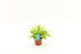 Gamm vert Liesle - Promo Mélange de plantes vertes Promo Mélange de plantes vertes à 4,00 € dans le catalogue Gamm vert à Liesle