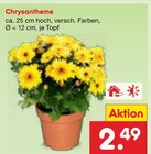Aktuelle Pflanzen Angebote bei Netto Marken-Discount in Braunschweig Aktuelles Chrysantheme Angebot bei Netto Marken-Discount in Braunschweig ab 2,49 €