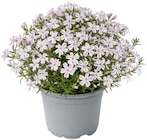 Teppichphlox bei Penny im Brieselang Prospekt für 1,89 €
