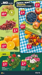 Geranie Angebot im aktuellen Netto mit dem Scottie Prospekt auf Seite 2